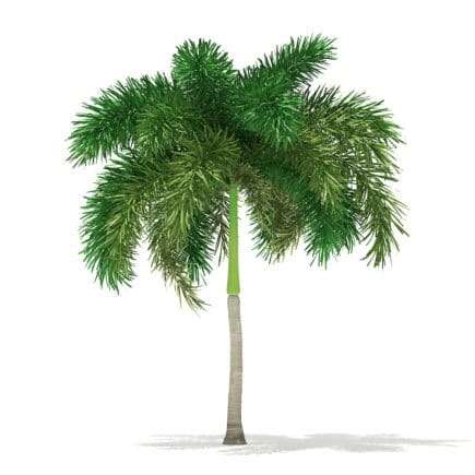 Foxtail Palm Tree 3D Model 6.2m