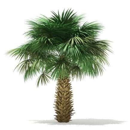 Sabal Palm Tree 3D Model 4m