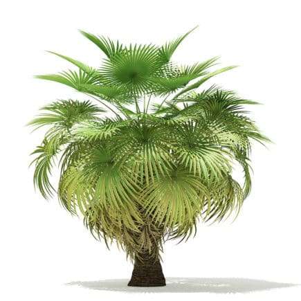 California Palm Tree 3D Model 5.4m